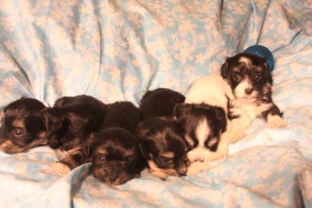 havanese-puppies
